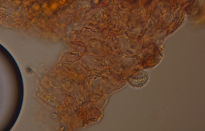 Miniera di Gambatesa 35